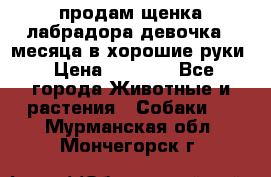 продам щенка лабрадора девочка 2 месяца в хорошие руки › Цена ­ 8 000 - Все города Животные и растения » Собаки   . Мурманская обл.,Мончегорск г.